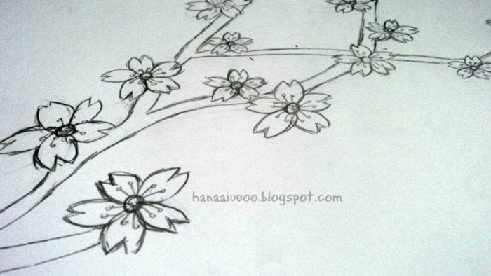 Gambar sketsa bunga sakura