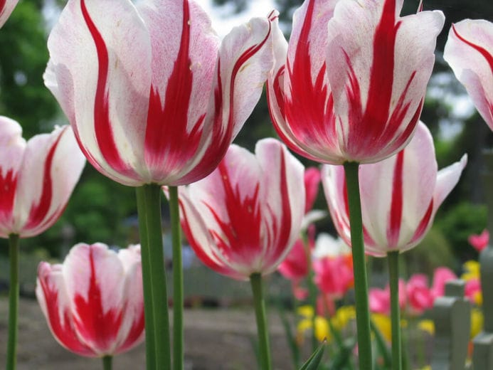 gambar sketsa buunga tulip