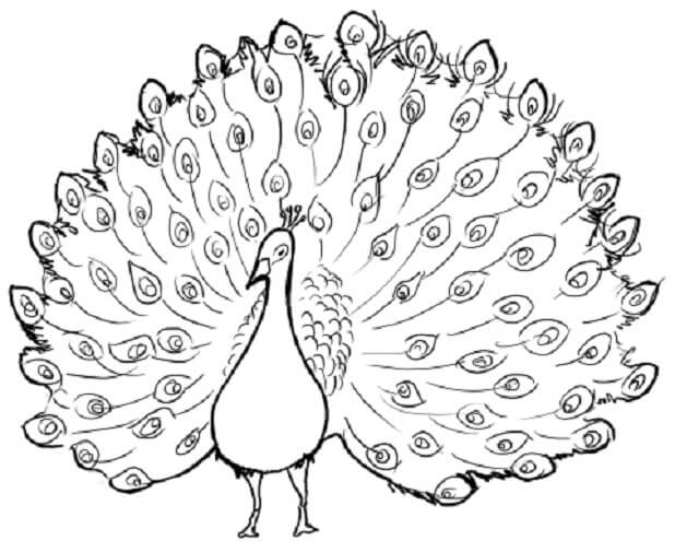gambar sketsa burung merpati